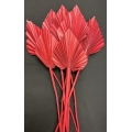 Palm Spear Red 4-5" (8)